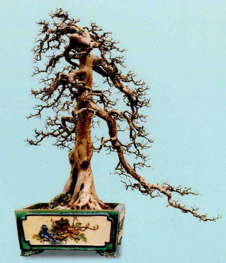 林学钊盆景作品赏析 图片