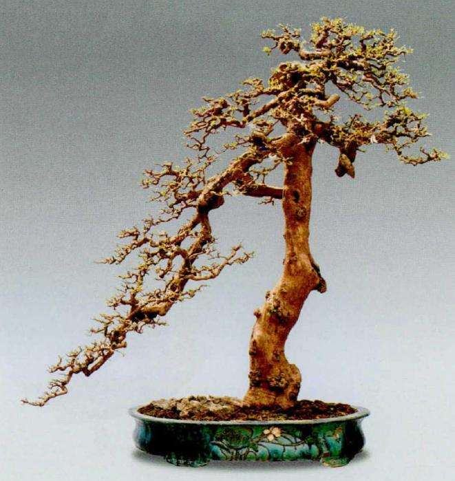 林学钊盆景作品赏析 图片