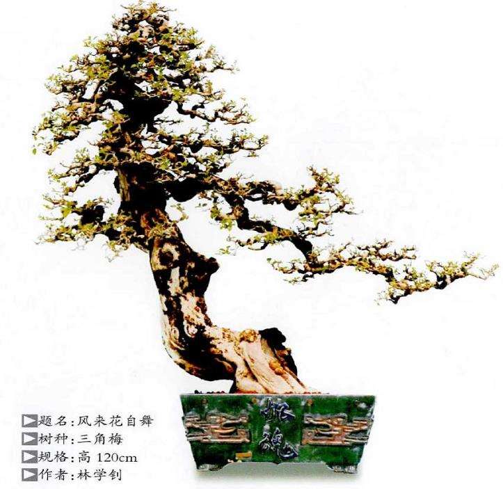 林学钊盆景作品赏析 图片