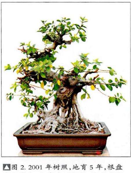 图解 榕树盆景怎么嫁接改换的5个步骤