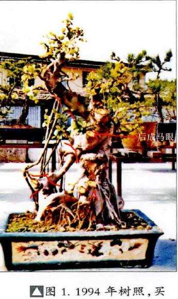 图解 榕树盆景怎么嫁接改换的5个步骤