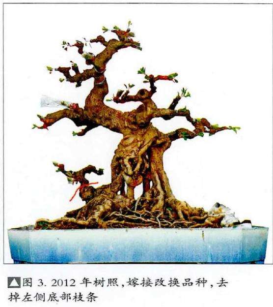 图解 榕树盆景怎么嫁接改换的5个步骤