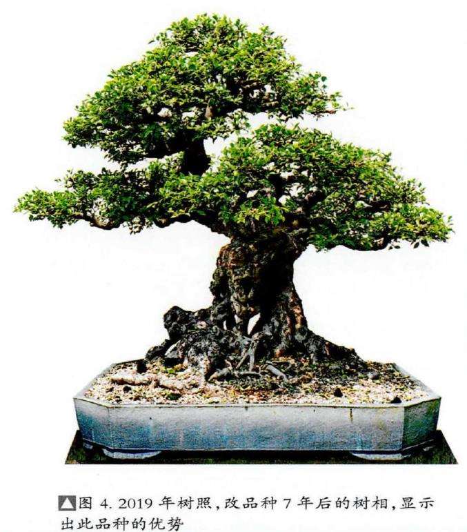 图解 榕树盆景怎么嫁接改换的5个步骤