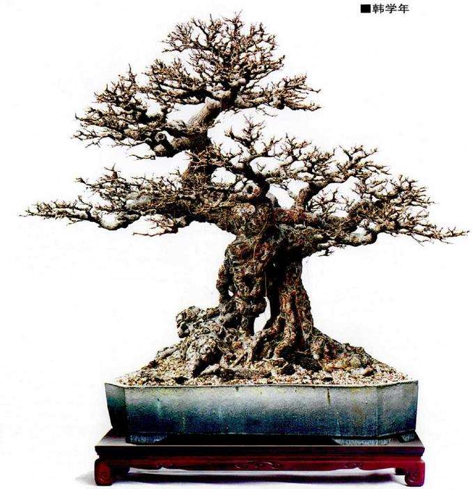 图解 榕树盆景怎么嫁接改换的5个步骤