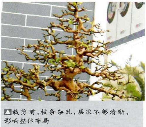 图解 岭南盆景怎么裁剪的3个步骤