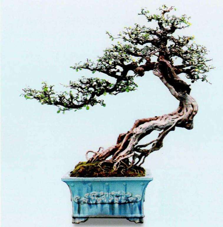 图解 岭南盆景怎么裁剪的3个步骤