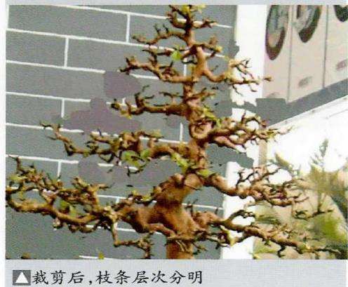 图解 岭南盆景怎么裁剪的3个步骤