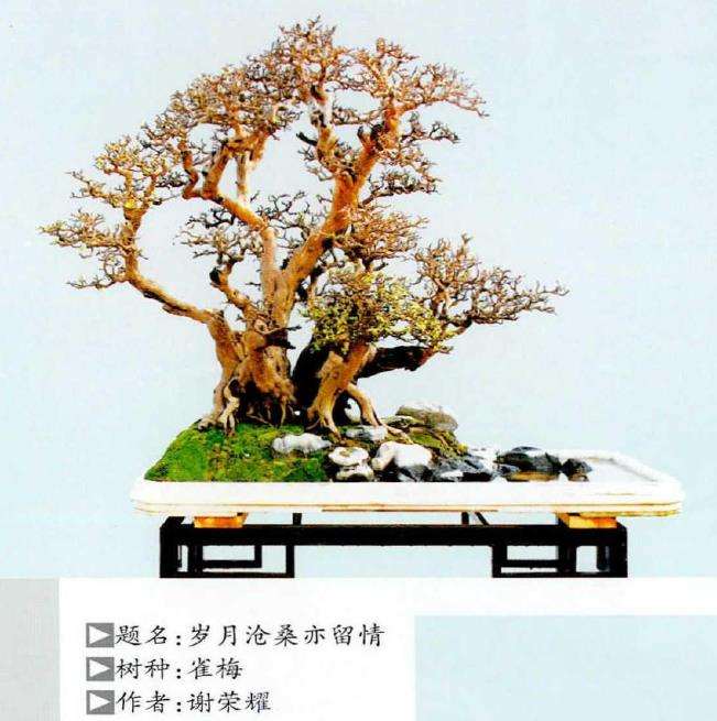 岭南盆景怎么脱衣换锦的3个方法 图片