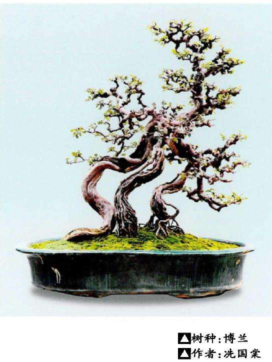 岭南盆景怎么脱衣换锦的3个方法 图片