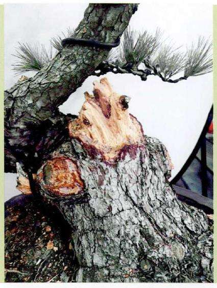 如皋2022盆景大师技艺传承展演的创作表演