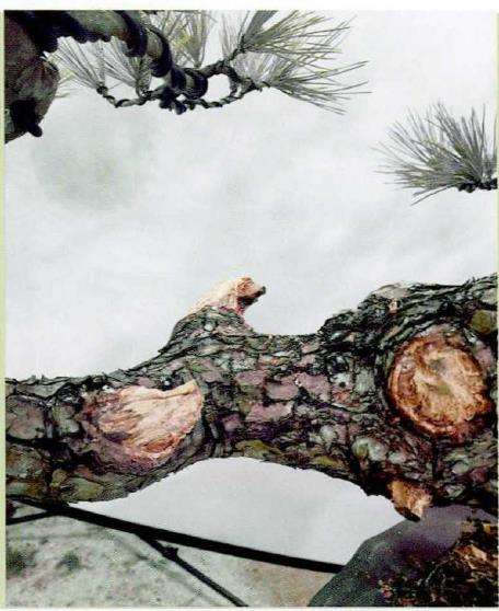 如皋2022盆景大师技艺传承展演的创作表演