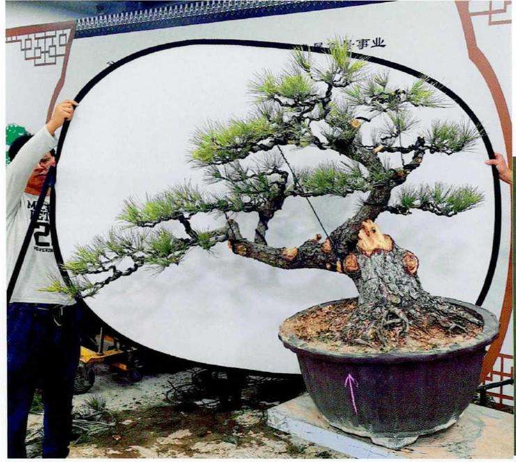如皋2022盆景大师技艺传承展演的创作表演