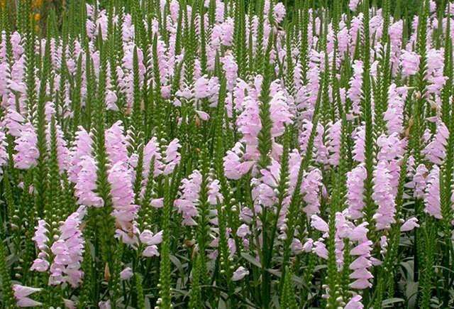 宿根花卉的2个特点是什么