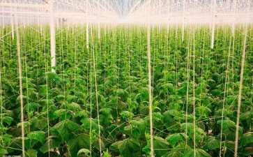 在园林绿化施工中运用反季节种植技术的3个要点