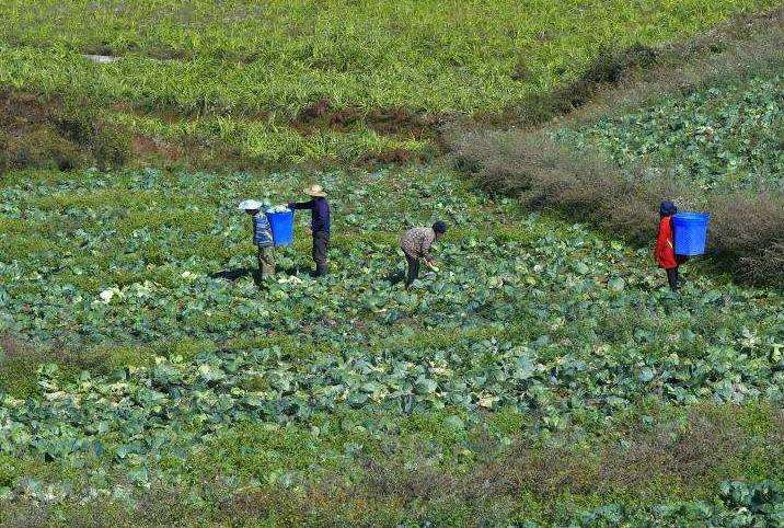 园林绿化施工和反季节种植技术的3个基本阐述