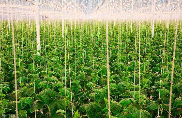 园林绿化施工和反季节种植技术的3个基本阐述