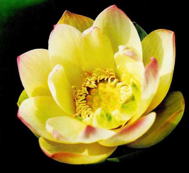 怎么要调控荷花的花期 延迟开花