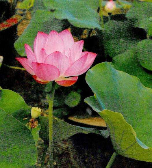 荷花生物学习性和采花时期的3个选择