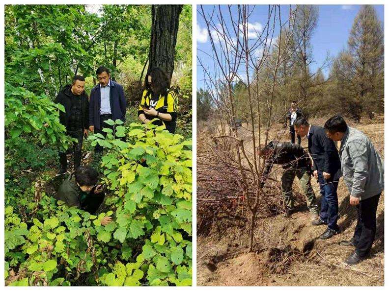 基层林业技术推广存在的3个弊端分析