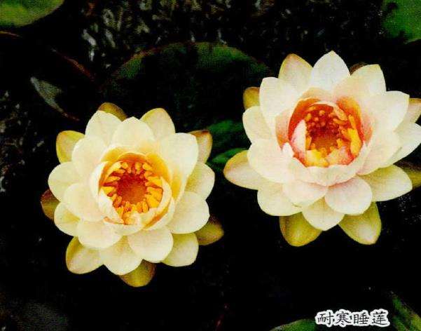 耐寒睡莲杂交品种群简介