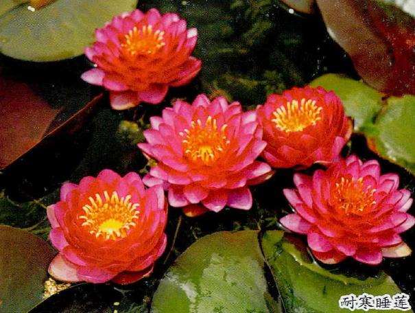 耐寒睡莲及品种的3个现状
