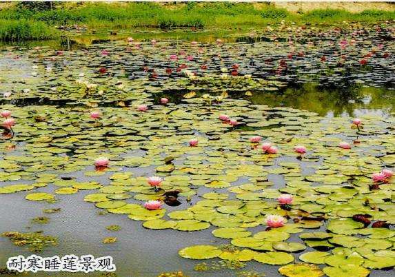 耐寒睡莲及品种的3个现状