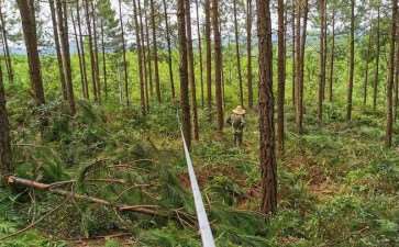 森林培育对提高森林质量的2个重要性