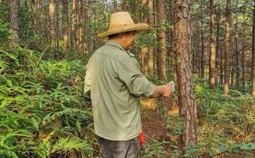 森林怎么培育的4个有效策略