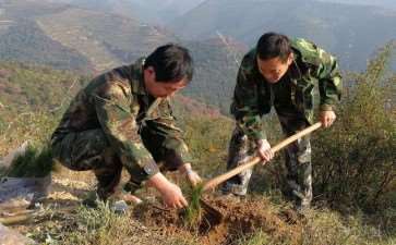 常见的3个植树造林技术分析