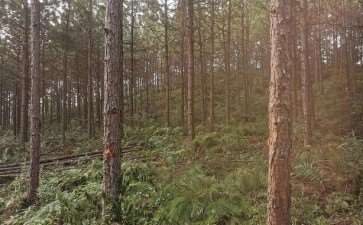 森林植树造林与森林经营管理的3个重要性