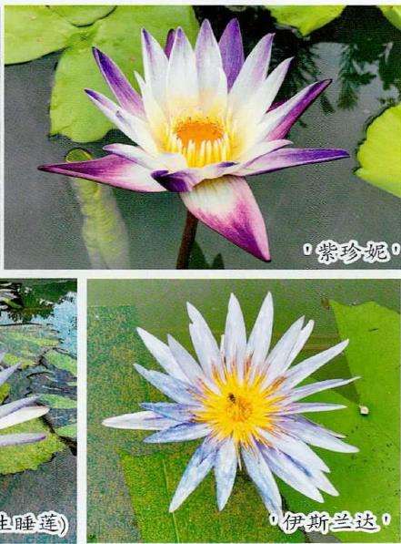 家庭怎么种植睡莲的3个方法