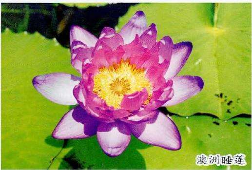 家庭怎么种植睡莲的3个方法
