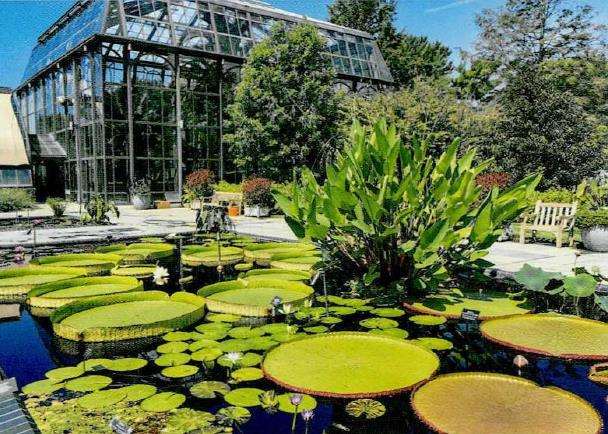 睡莲品种出现的2个问题和对策