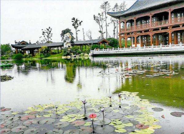 睡莲品种出现的2个问题和对策