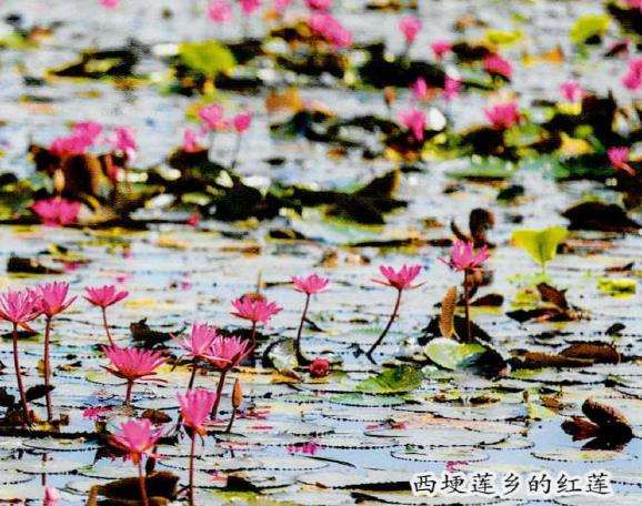 荷博园占地面积约500亩 以水荷池为主