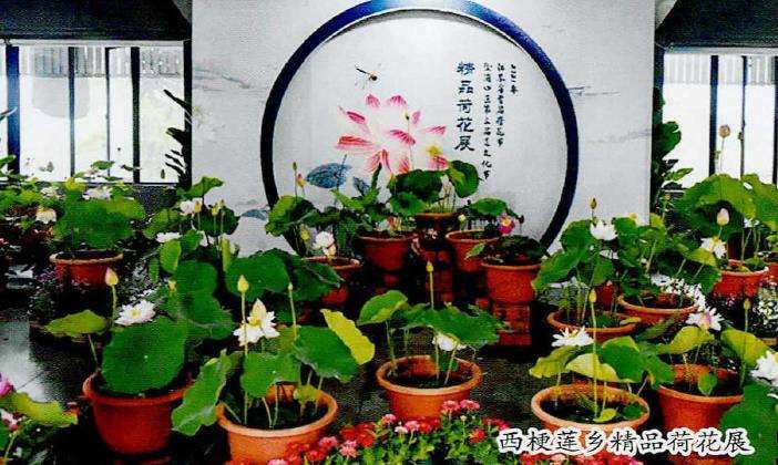 莲荷在小镇中的3个基本应用