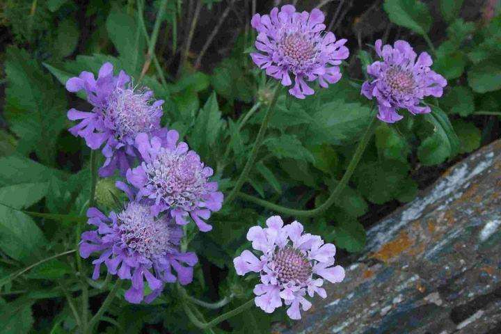 在园林造景中怎么正确选择野生花卉