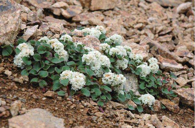 野生花卉怎么应用的2个原则