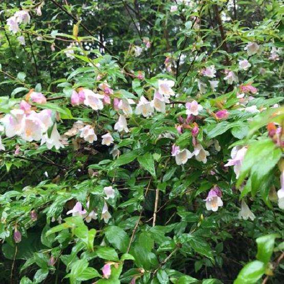 野生花卉的应用价值和园林景观的类型