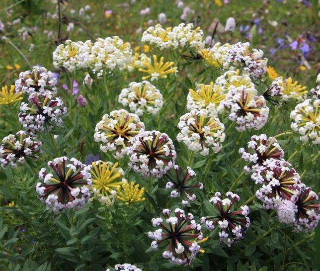 野生花卉的应用价值和园林景观的类型