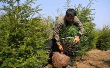 园林植物反季节种植的3个意义