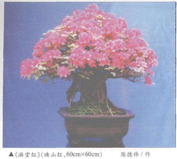 赏陈德伟的映山红盆景《满堂红》 图片