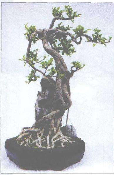 榕树附石盆景怎么石材制作的3个方法