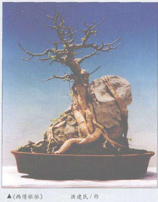 榕树附石盆景怎么石材制作的3个方法