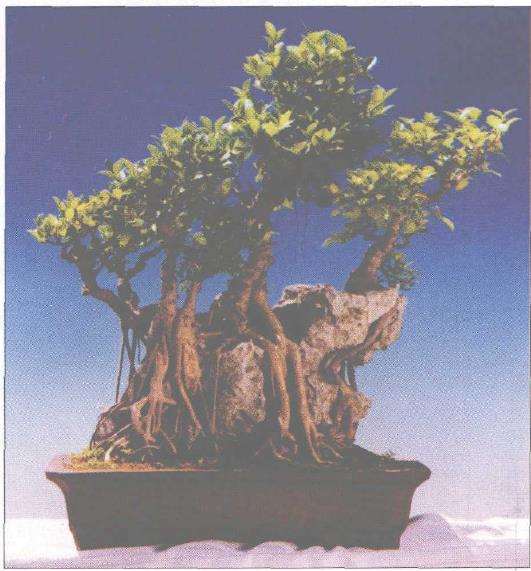 榕树附石盆景怎么石材制作的3个方法