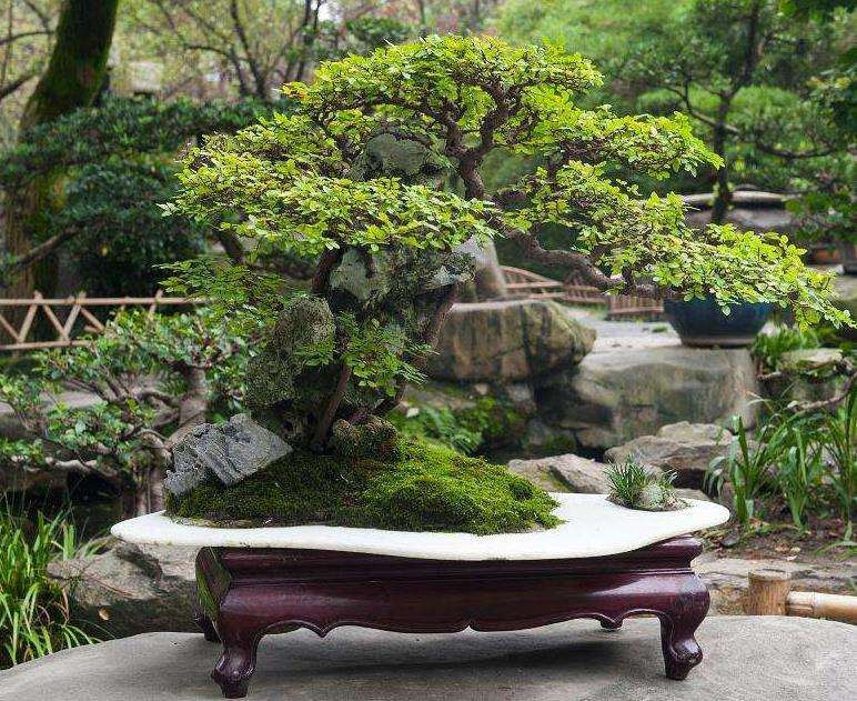 盆景配盆怎么的5个方法 图片