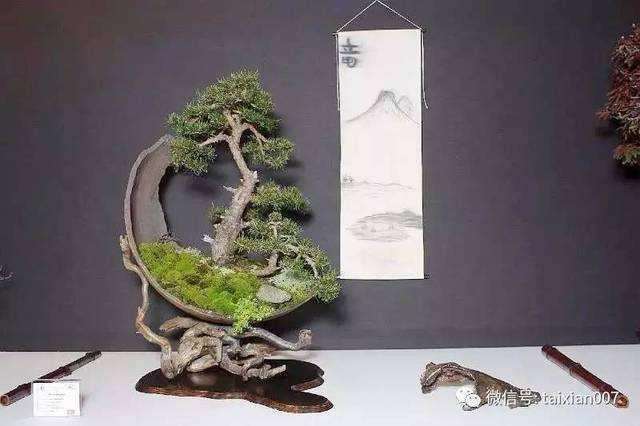 盆景配盆怎么的5个方法 图片