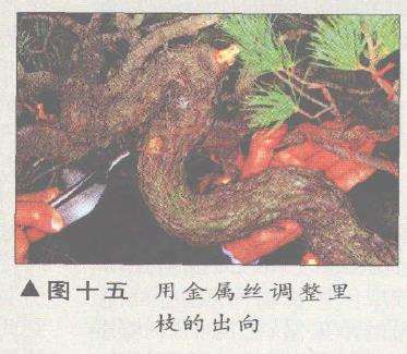 图解 五针松盆景的构思下制作（下）