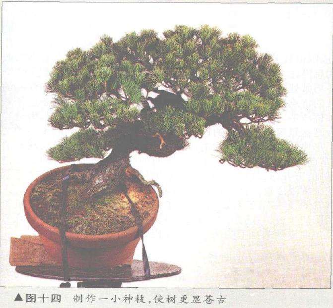 图解 五针松盆景的构思下制作（下）