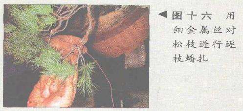 图解 五针松盆景的构思下制作（下）
